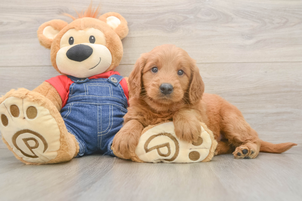 Adorable Golden Retriever Poodle Mix Poodle Mix Puppy