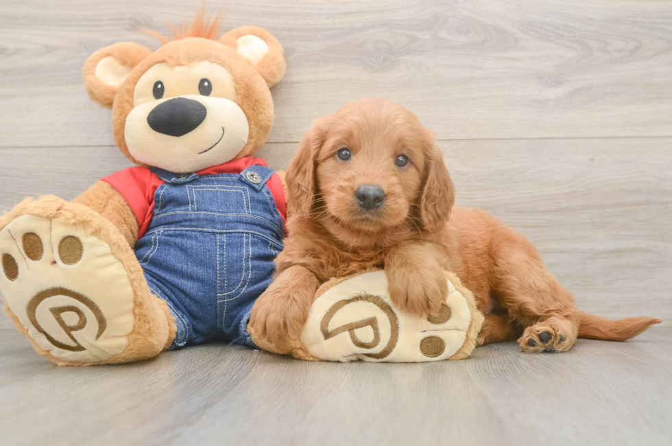 5 week old Mini Goldendoodle Puppy For Sale - Seaside Pups