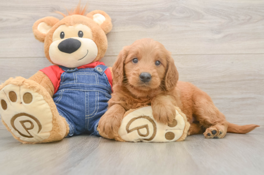 Adorable Golden Retriever Poodle Mix Poodle Mix Puppy