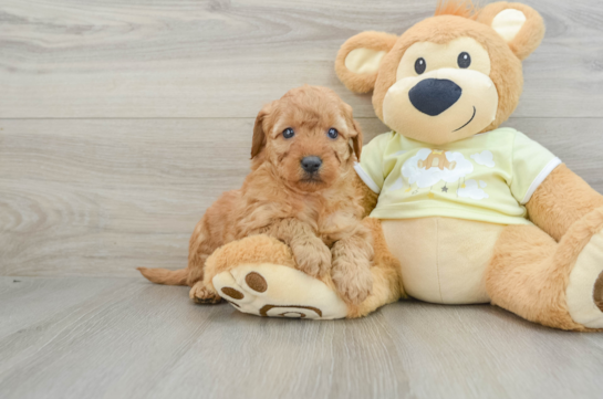 Fluffy Mini Goldendoodle Poodle Mix Pup