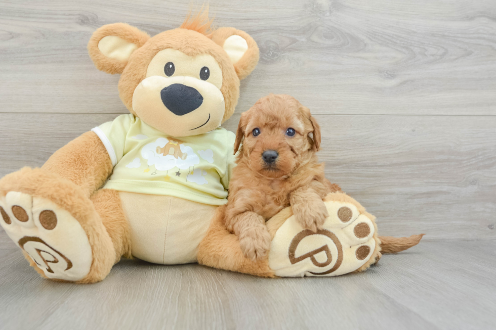 Energetic Golden Doodle Poodle Mix Puppy