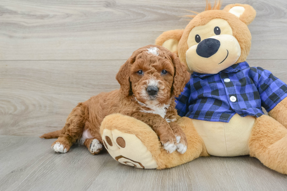 Cute Mini Goldendoodle Baby