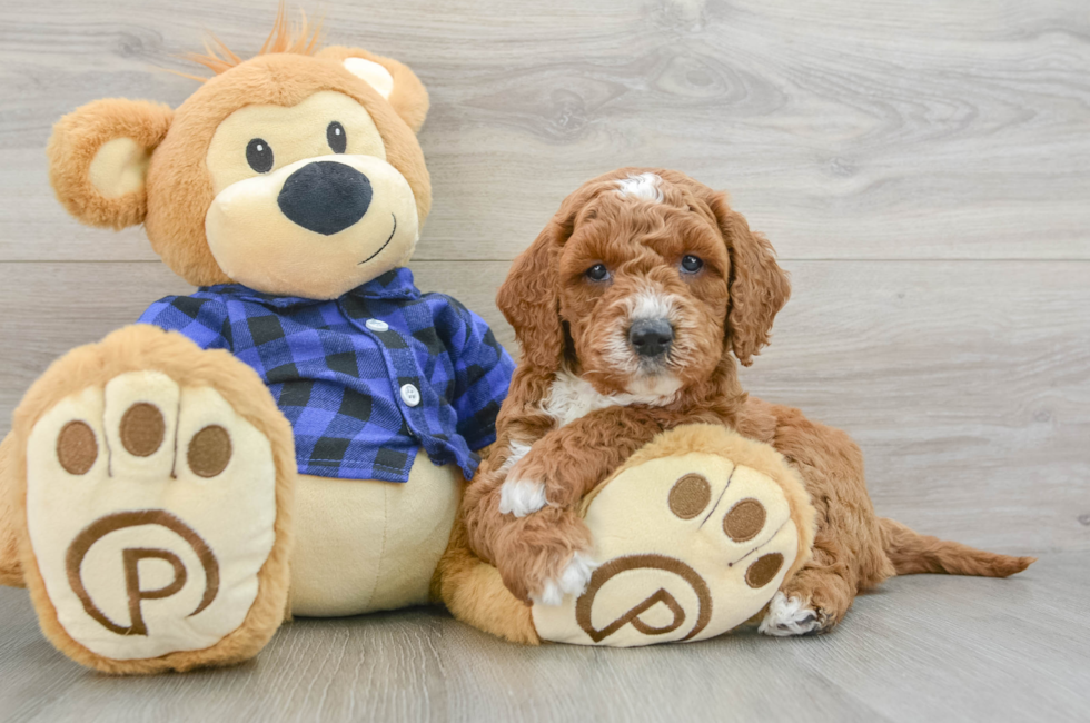 6 week old Mini Goldendoodle Puppy For Sale - Seaside Pups