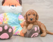 7 week old Mini Goldendoodle Puppy For Sale - Seaside Pups