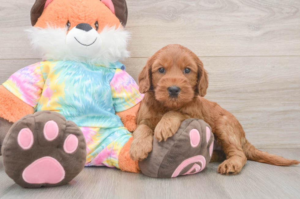 6 week old Mini Goldendoodle Puppy For Sale - Seaside Pups