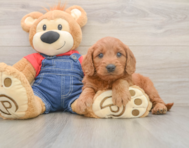 5 week old Mini Goldendoodle Puppy For Sale - Seaside Pups