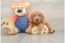 Best Mini Goldendoodle Baby
