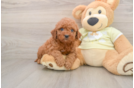Mini Goldendoodle Puppy for Adoption