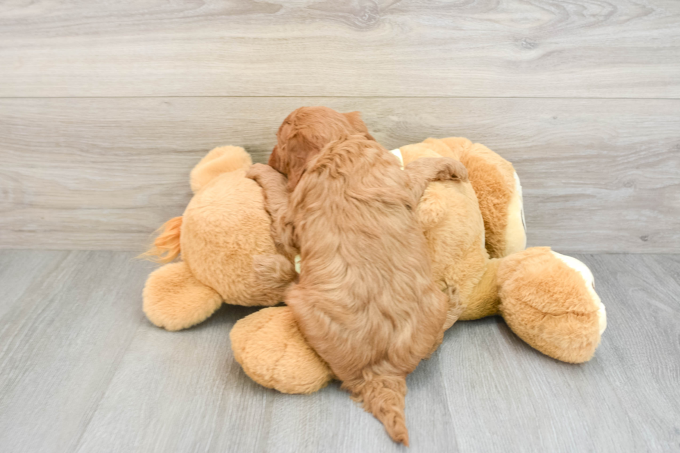 Best Mini Goldendoodle Baby