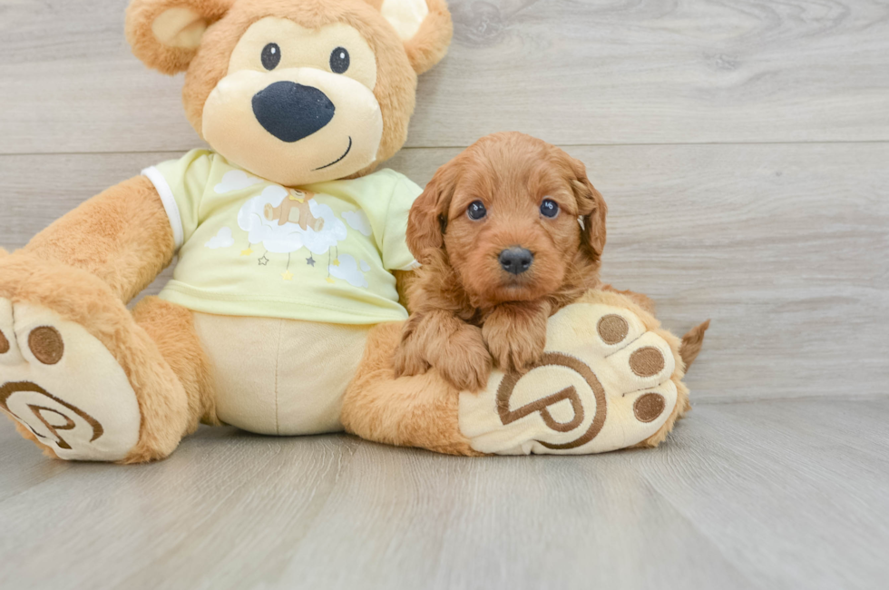 6 week old Mini Goldendoodle Puppy For Sale - Seaside Pups