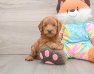 7 week old Mini Goldendoodle Puppy For Sale - Seaside Pups