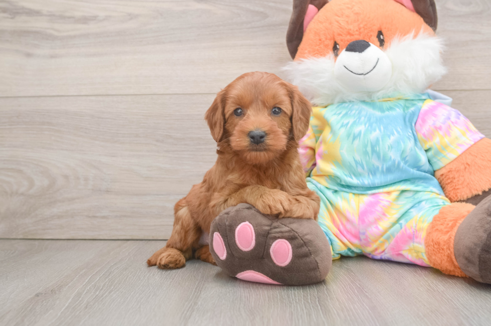6 week old Mini Goldendoodle Puppy For Sale - Seaside Pups