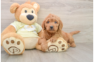 Mini Goldendoodle Pup Being Cute