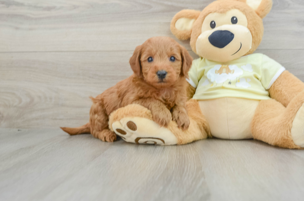 6 week old Mini Goldendoodle Puppy For Sale - Seaside Pups