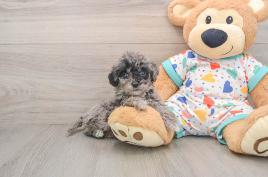 Best Mini Goldendoodle Baby