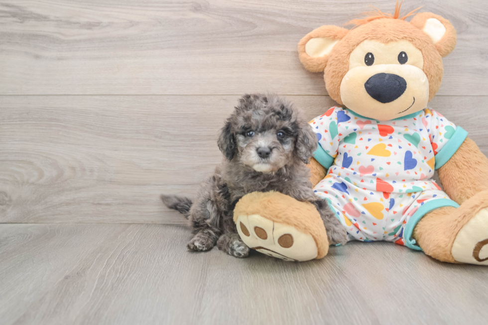 Small Mini Goldendoodle Baby