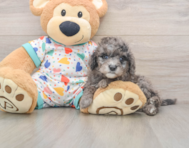 7 week old Mini Goldendoodle Puppy For Sale - Seaside Pups