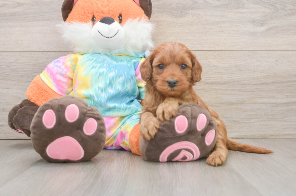 6 week old Mini Goldendoodle Puppy For Sale - Seaside Pups
