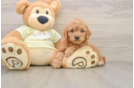 Popular Mini Goldendoodle Poodle Mix Pup