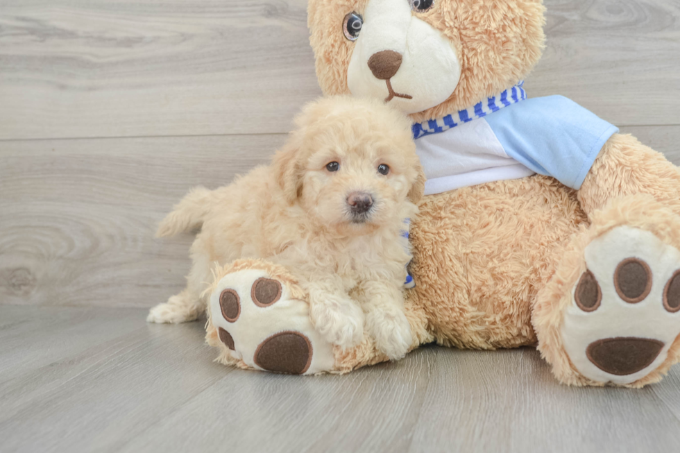 Funny Mini Goldendoodle Poodle Mix Pup