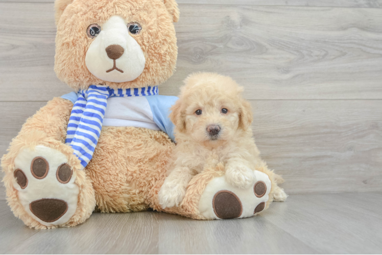 Energetic Golden Doodle Poodle Mix Puppy