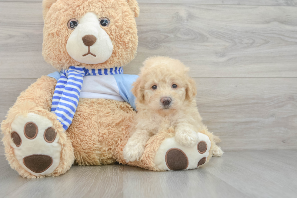 Energetic Golden Doodle Poodle Mix Puppy