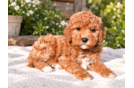Cute Mini Goldendoodle Baby
