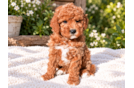 Best Mini Goldendoodle Baby