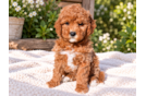 Mini Goldendoodle Pup Being Cute