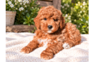 Mini Goldendoodle Puppy for Adoption