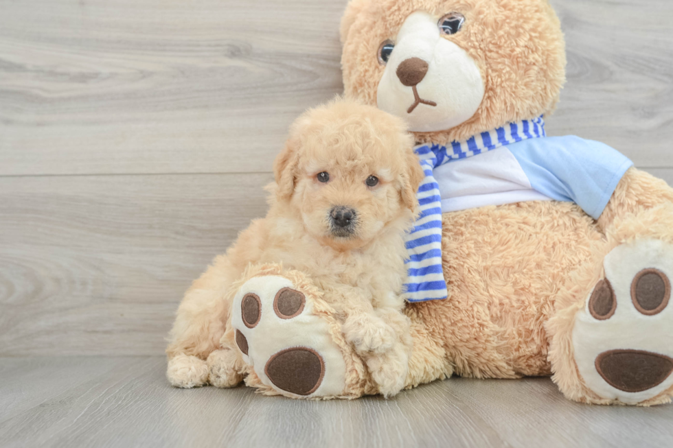 Energetic Golden Doodle Poodle Mix Puppy