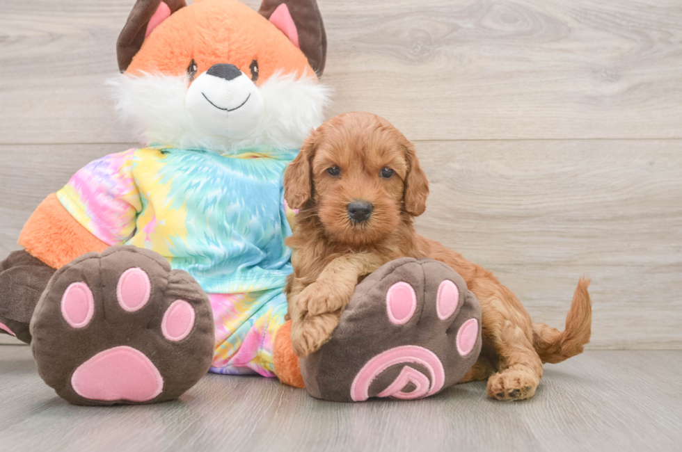 6 week old Mini Goldendoodle Puppy For Sale - Seaside Pups