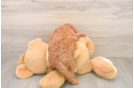 Mini Goldendoodle Puppy for Adoption