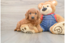Cute Mini Goldendoodle Baby