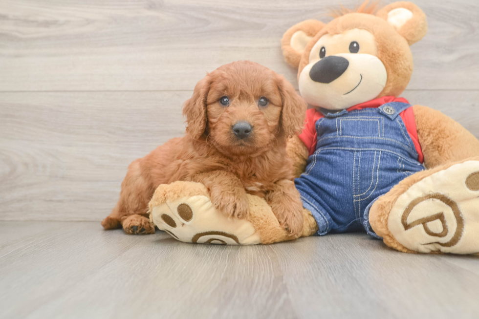 Cute Mini Goldendoodle Baby