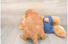 Funny Mini Goldendoodle Poodle Mix Pup