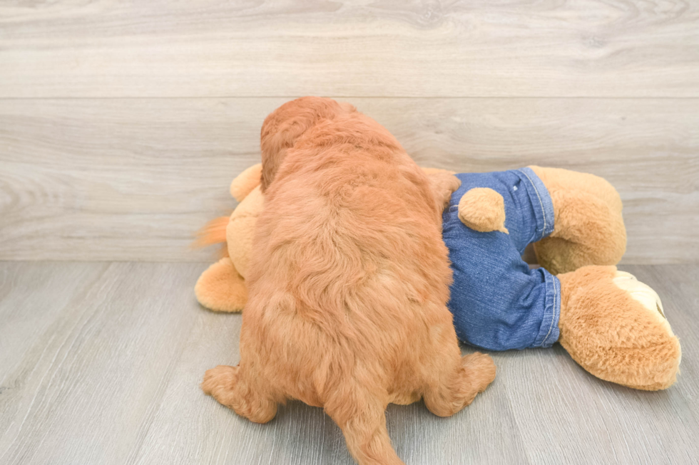Funny Mini Goldendoodle Poodle Mix Pup