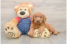 Happy Mini Goldendoodle Baby