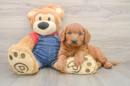 Happy Mini Goldendoodle Baby