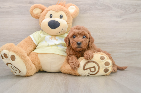 Energetic Golden Doodle Poodle Mix Puppy