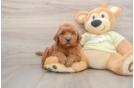 Mini Goldendoodle Pup Being Cute