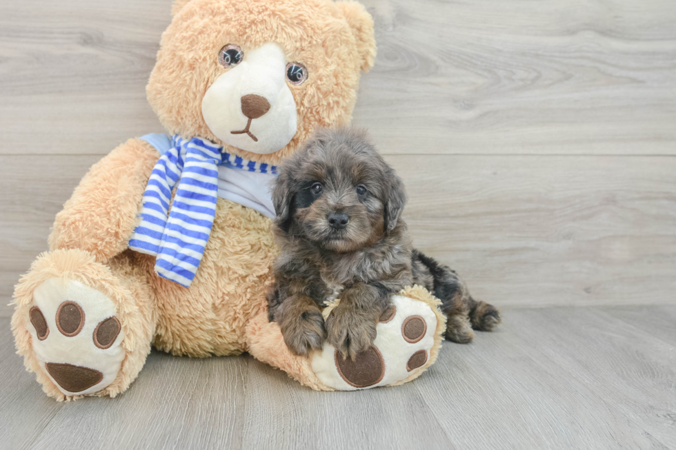 Mini Goldendoodle Pup Being Cute