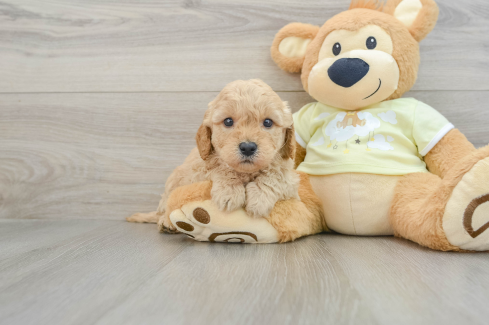 Hypoallergenic Mini Goldiepoo Poodle Mix Puppy