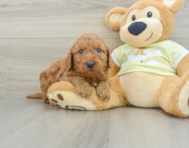 8 week old Mini Goldendoodle Puppy For Sale - Seaside Pups