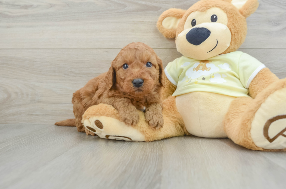 6 week old Mini Goldendoodle Puppy For Sale - Seaside Pups