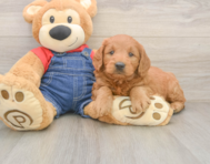 5 week old Mini Goldendoodle Puppy For Sale - Seaside Pups