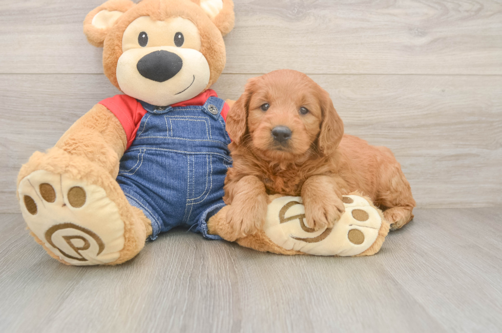 5 week old Mini Goldendoodle Puppy For Sale - Seaside Pups