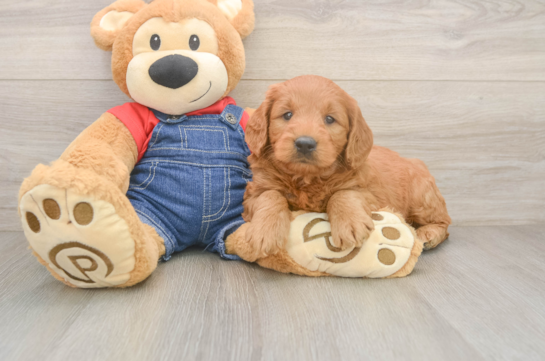 Best Mini Goldendoodle Baby