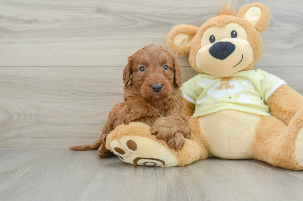 6 week old Mini Goldendoodle Puppy For Sale - Seaside Pups