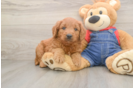 Best Mini Goldendoodle Baby